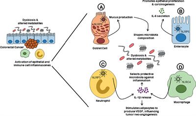 Novel Insights Into the Interactions Between the Gut Microbiome, Inflammasomes, and Gasdermins During Colorectal Cancer